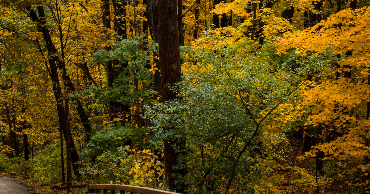 Mooresville NC Tree Contractor Commercial Tree Care in Mooresville - essential tree service equipment for professionals