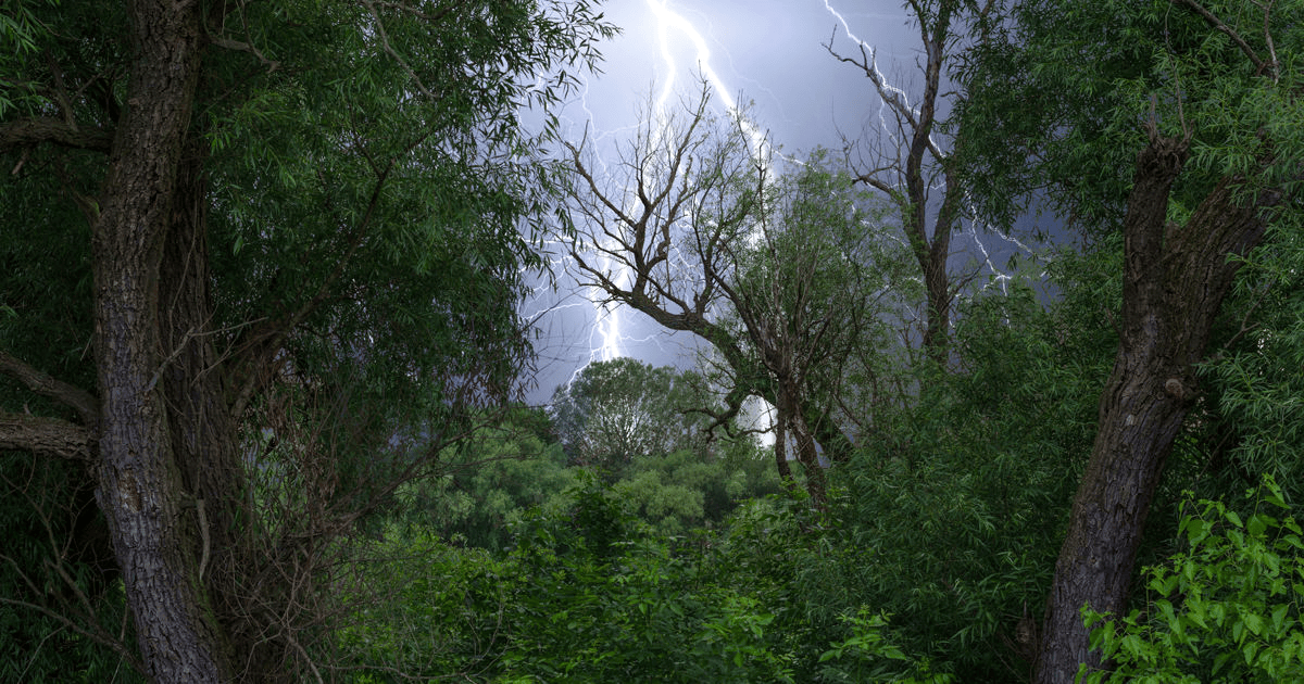 Mooresville NC Tree Contractor Emergency Storm Damage Services in Mooresville - fallen tree removal