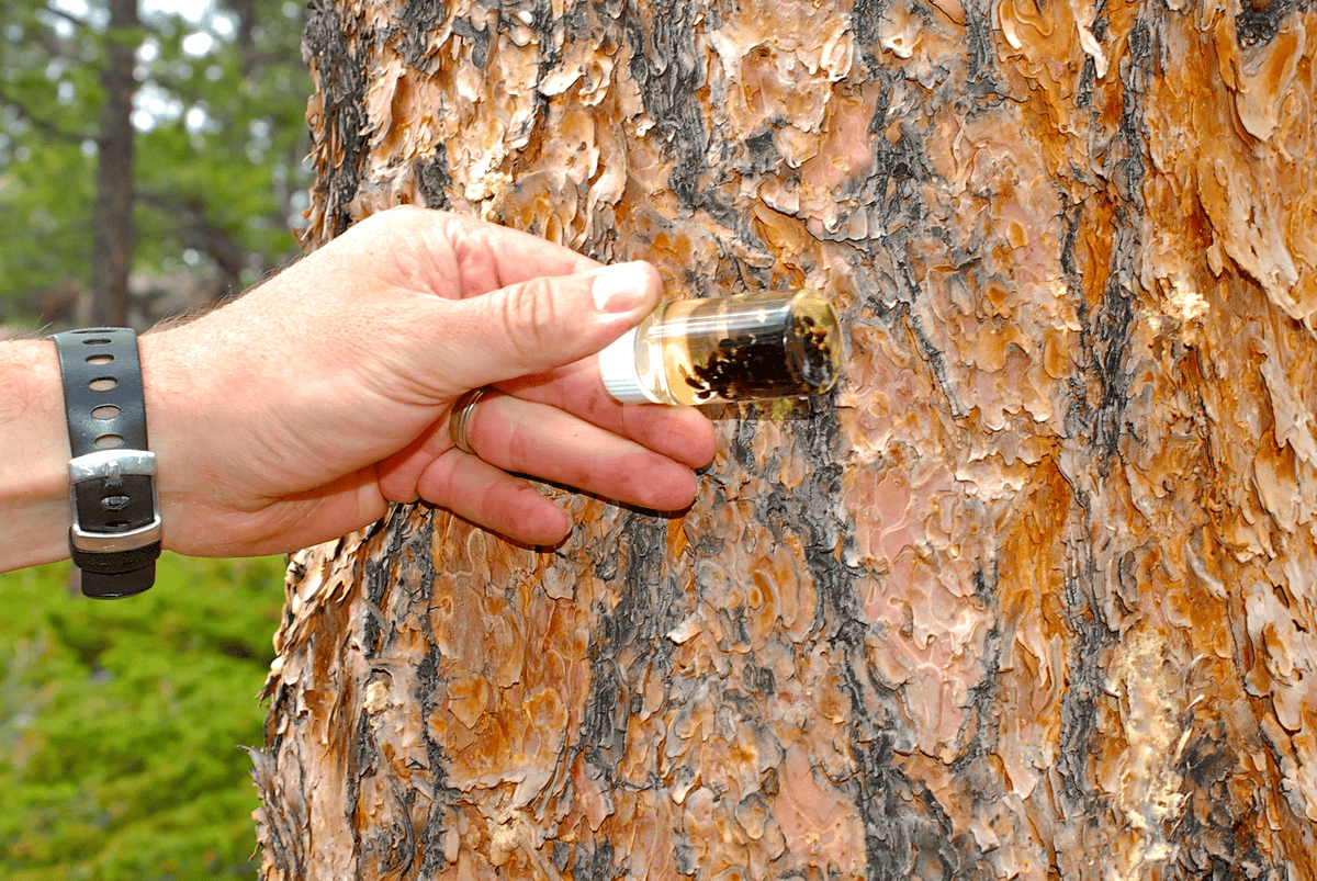 Mooresville NC Tree Contractor Invasive Species Management in Mooresville - pest monitoring