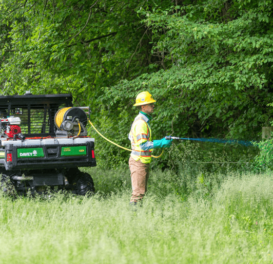 Mooresville NC Tree Contractor Invasive Species Management in Mooresville - species removal