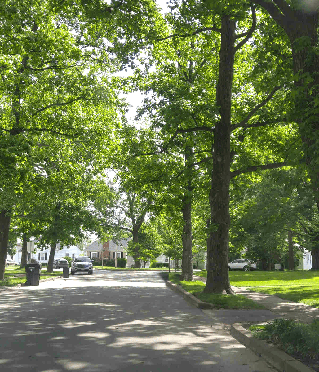 Mooresville NC Tree Contractor Residential Tree Services in Mooresville - arborist services