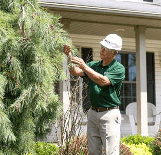 Mooresville NC Tree Contractor Residential Tree Services in Mooresville - residential tree services with resistance to change management